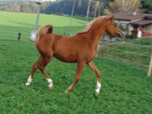 MANSOUR NUBA  - Klicken für Zurück!